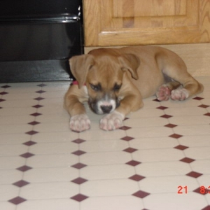 9.5 weeks old