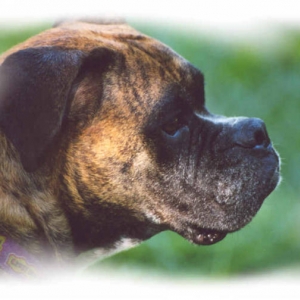 Bailey profile