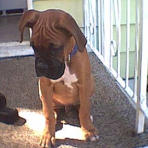 Ninja pup