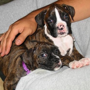 The Dynamic Duo