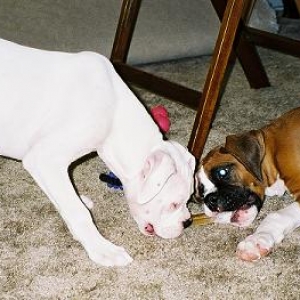 YES...they really are both chewing on the SAME bone!