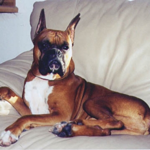 HRH Scrapper