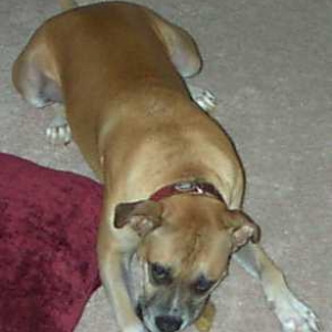 Don't bother me while I'm chewing my bone!