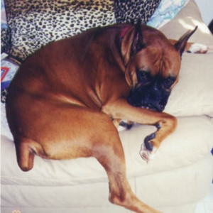 Scrapper can't quite fit in his usual position