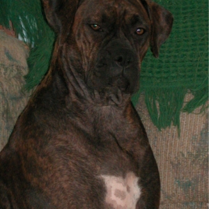 Willow 9-02