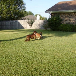 Rowdy and Harley mixing it up in the front yard