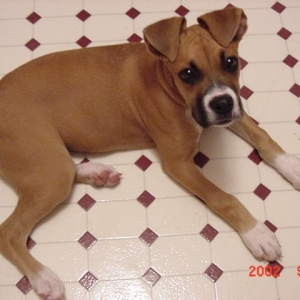 Big Ears