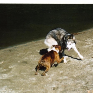 Dog Park