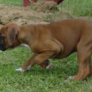 Ready to attack a butterfly.
