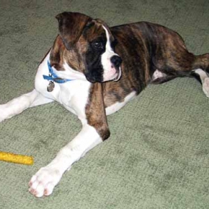 Buster at 19 weeks old