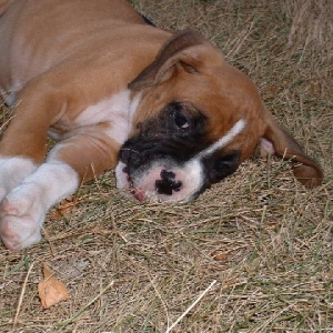 What a tough life !