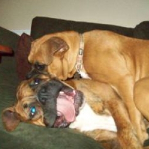 Sillies