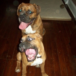 Dexter lost his mind!