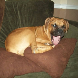 He looks like a hyena!