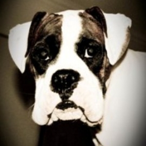 tonto - one year old