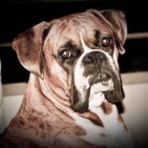 handsome mambo 2 years old