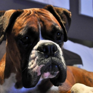 mambo 2 years old