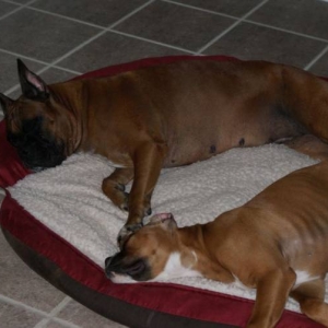 Tasha and Hurley taking a nap!