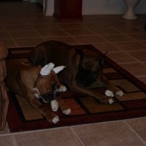 Tasha and Hurley chewing on their bones