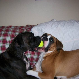 bentley_and_gunner_with_ball_2