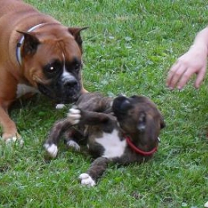 Odin Gracie