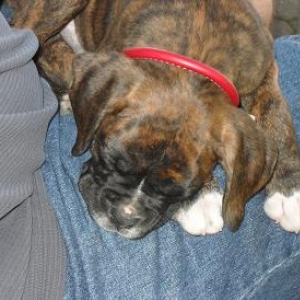 odin sleeping daddy