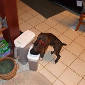 odin stealing food