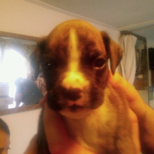 noname puppy