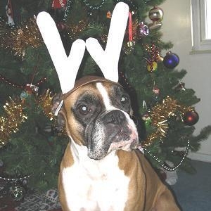 Christmas Mazzy!
