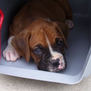 Bo_Kennel