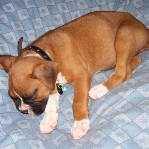 sleepingBo