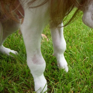 hypertrophic osteodystrophy