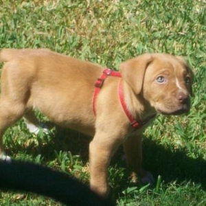 Puppy Zeus
