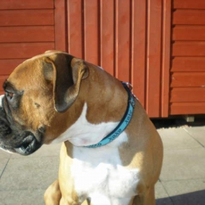 Rusty in the garden enjoying the sun