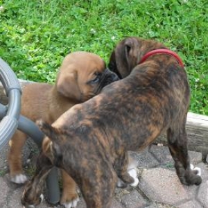 Odin and Bruiser
