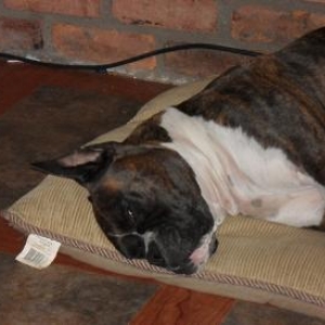 Beau Sleeping