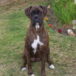 Syd_3_Years_3_Months_Old