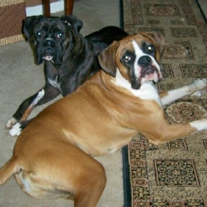 Bentley and Gunner eating their bully sticks