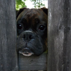 Zeus_peeking