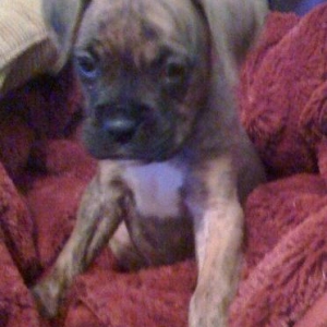 Izzy