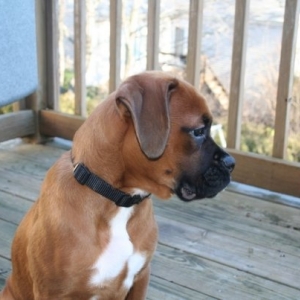 Our boy Mugsy at approx. 5 months