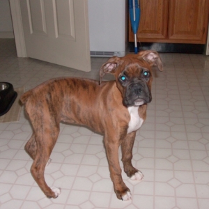 zoey