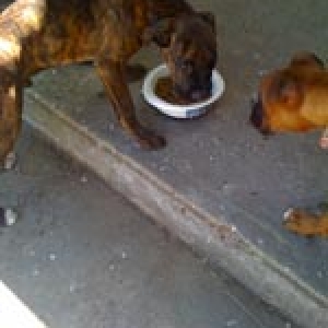 Oskar & Bella 1