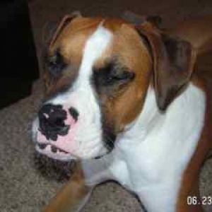 Apollo, our rescued boxer mix
