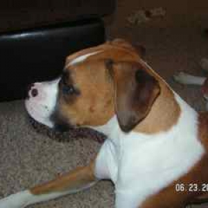 apollo, our rescued boxer mix