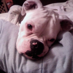 Introducing.....Ruger Booger!