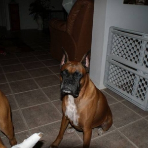 Tasha
