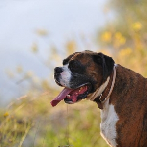 Henri