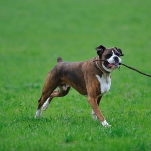 Run