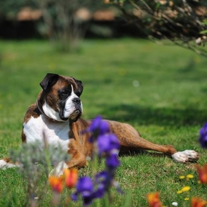 In the flowers
